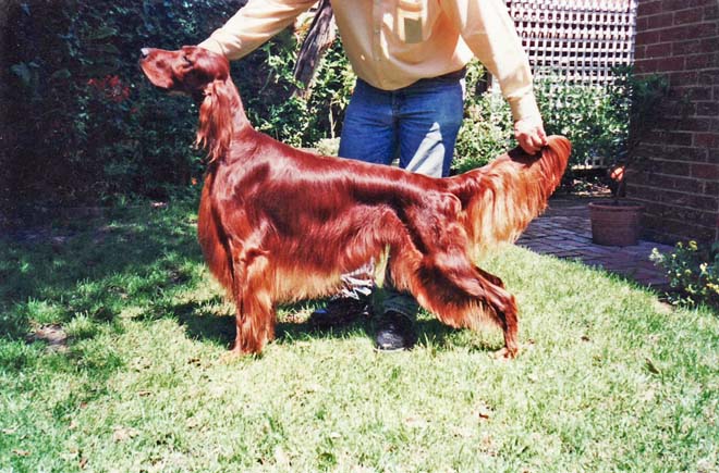 irish setter 2863