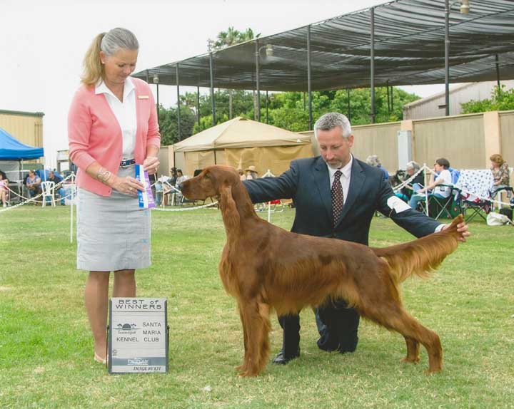 Cairncross shop irish setters
